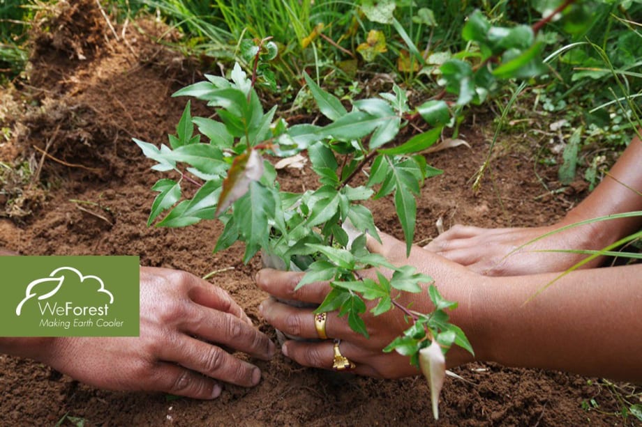 Dazzle Dry Partners With WeForest Project in India