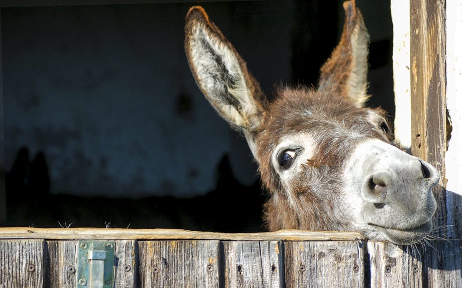 Never Argue With Stupid People