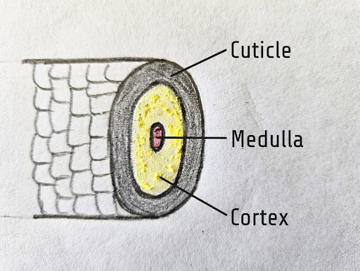 A drawing of a hair follicle