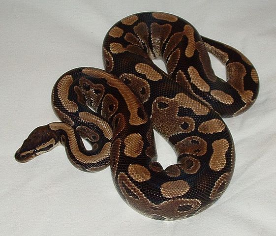 Renters Find 4-Foot Python in Rental Car