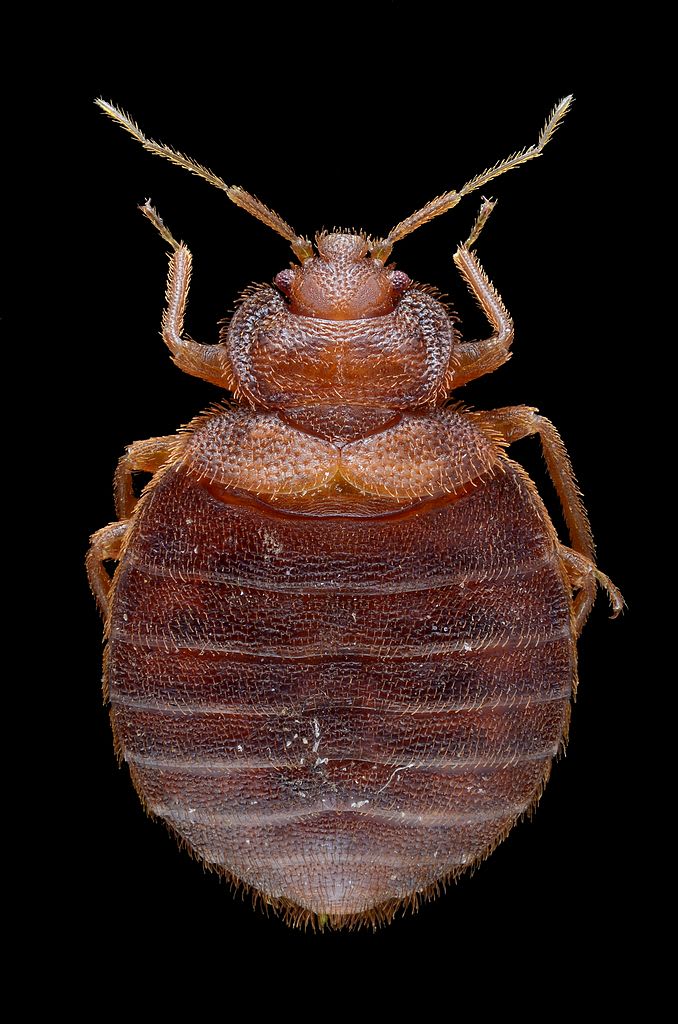 NYC lawmakers want more transparency on bed bugs