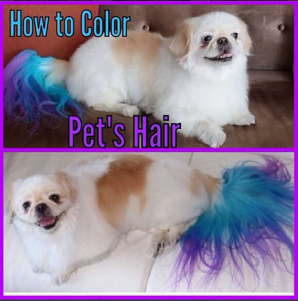 How to Color Your Pet's Hair - Safely!