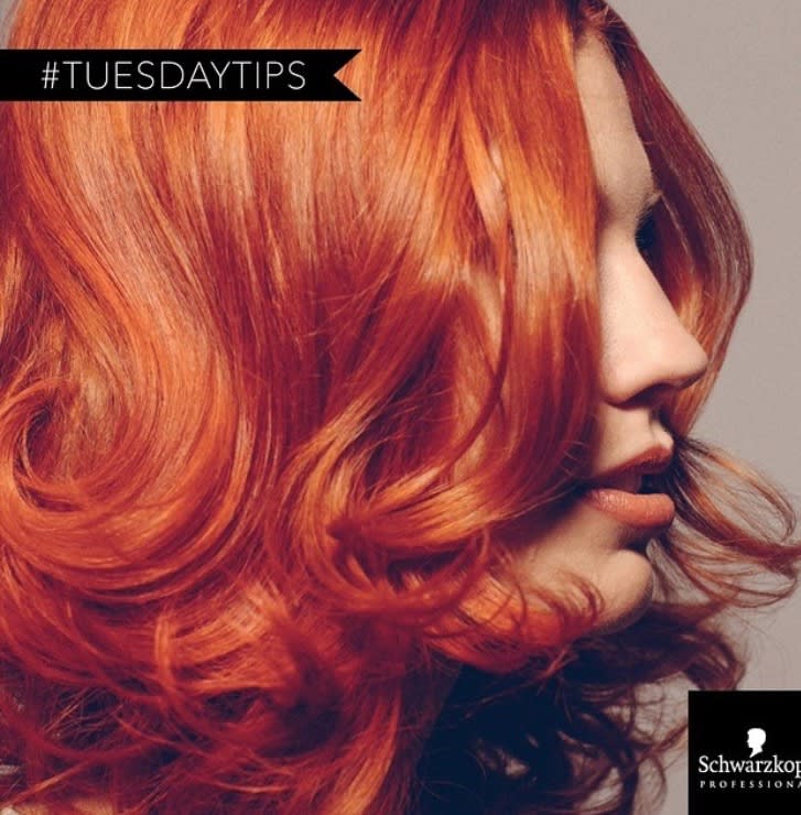 Copper Top for Tuesday