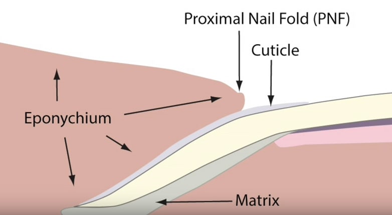 Know the Difference Between the Cuticle, Eponychium, and Pterygium