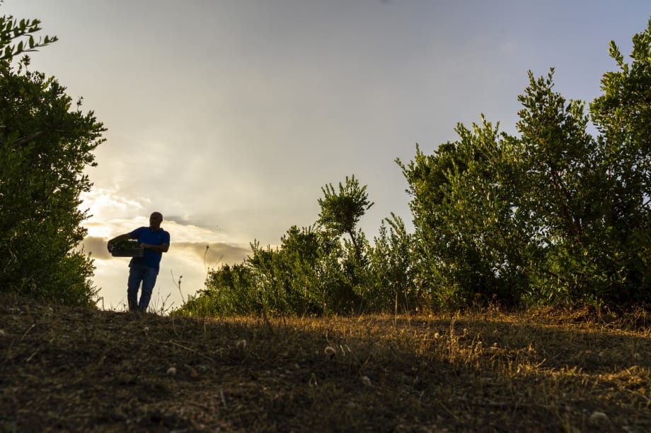 New Partnership Promotes Regenerative Organic Farming