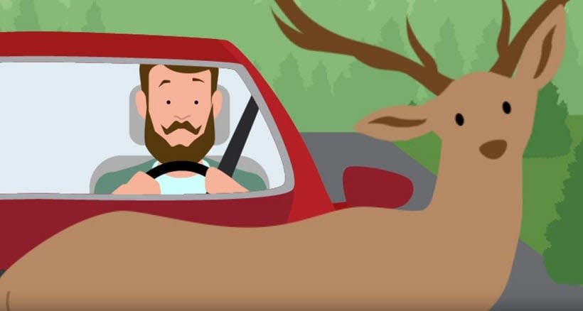 Video: Safe Driving Practices During Deer Season 