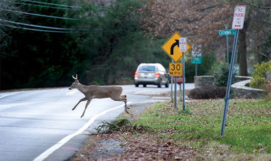 Study Reveals Deer Collision Claims Peak in November