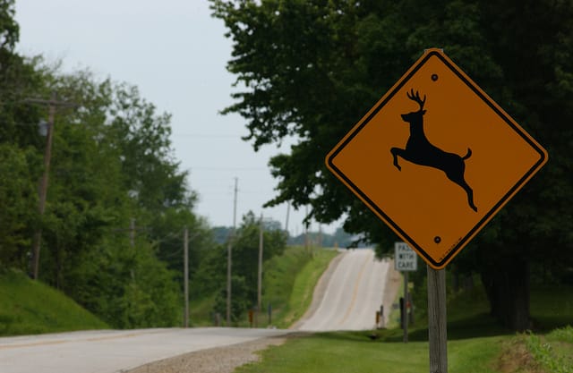W.Va. Leads Nation in Deer Crashes