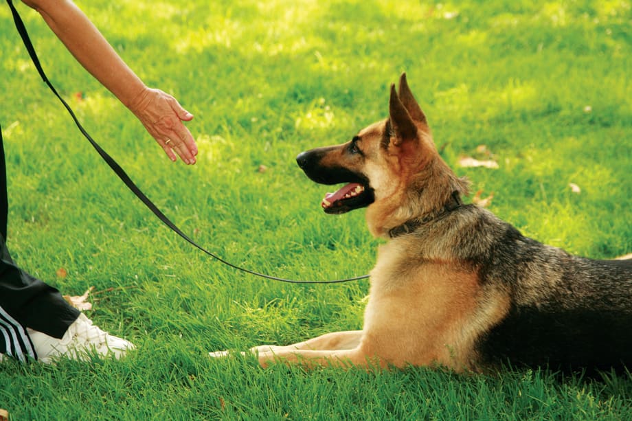 My Other Life: Cindy Plettl-Jackson, Service Dog Trainer