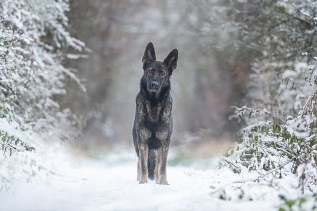 Winter Weather Tips for K9s