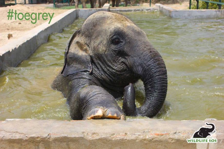 Go #ToeGrey on World Elephant Day, August 12