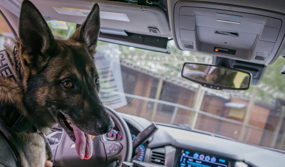 Best Practices for Protecting K-9s in Police Cars