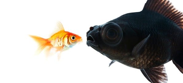 Catching "The Big One"