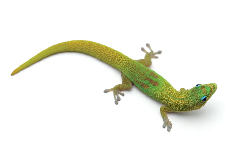 Unsold Car Insurance Is Missed F&I Income