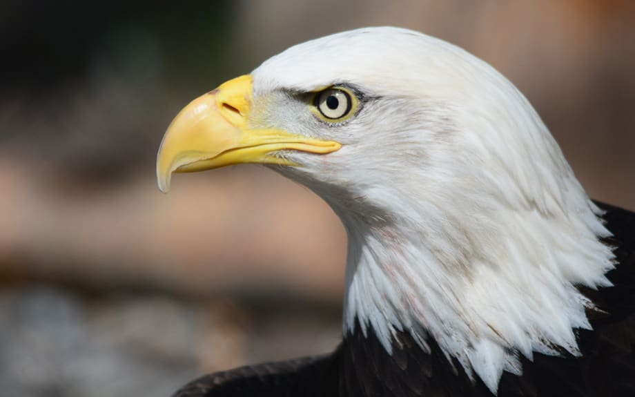 Make F&I Great Again