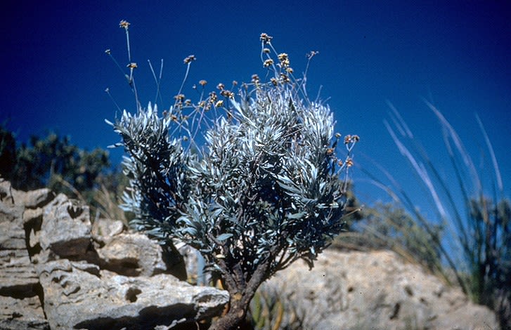 Cooper Makes Progress on Guayule-Rubber Tire