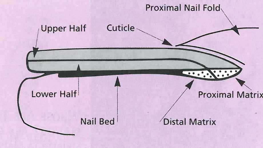 How Do Nails Grow?