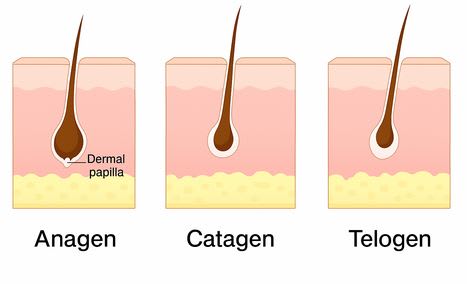hair life cycle