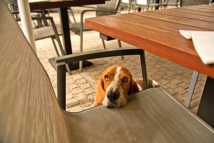 Planning the Hound Out of Your Agency
