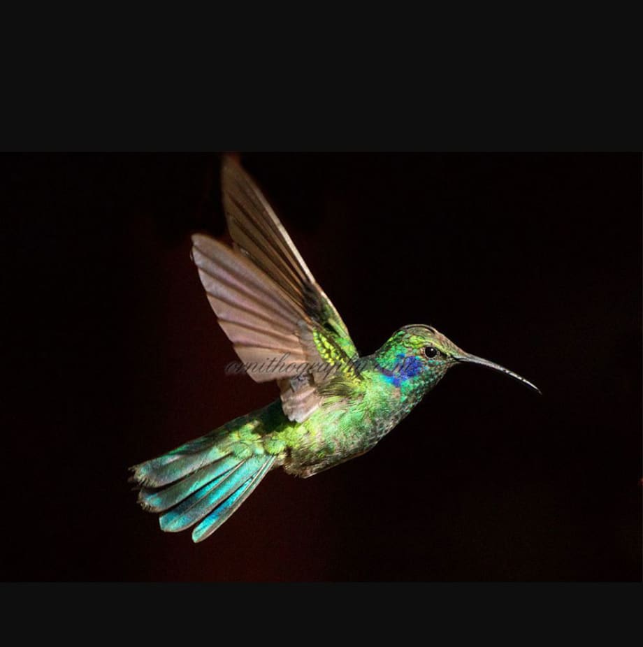 HOW-TO: Hummingbird Hues