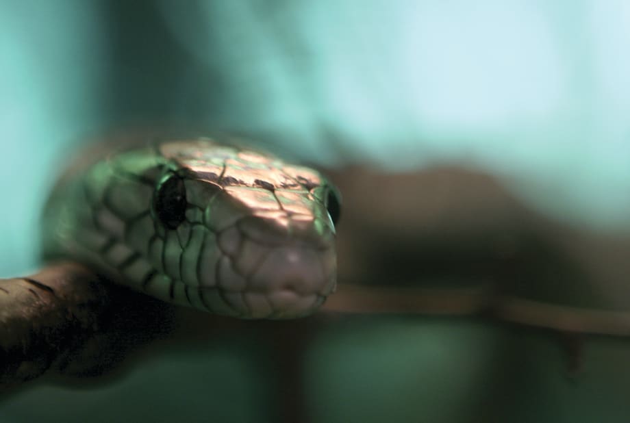 The Temple of Snakes and Other Critters