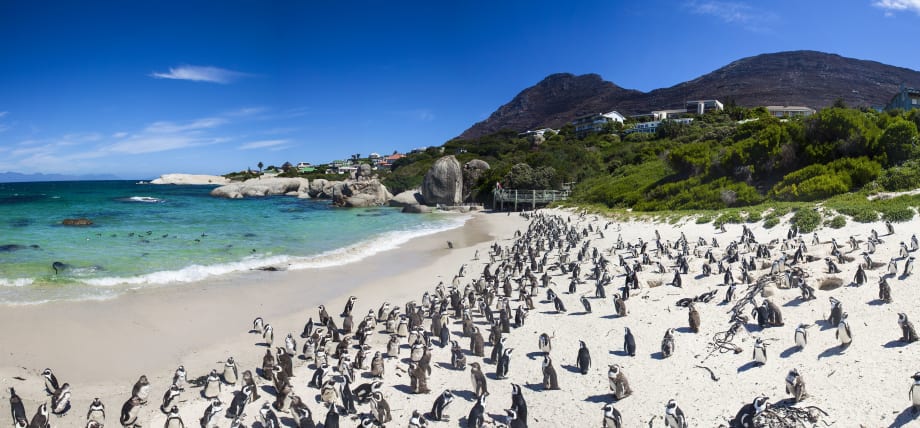South Africa: Old Market, New Growth