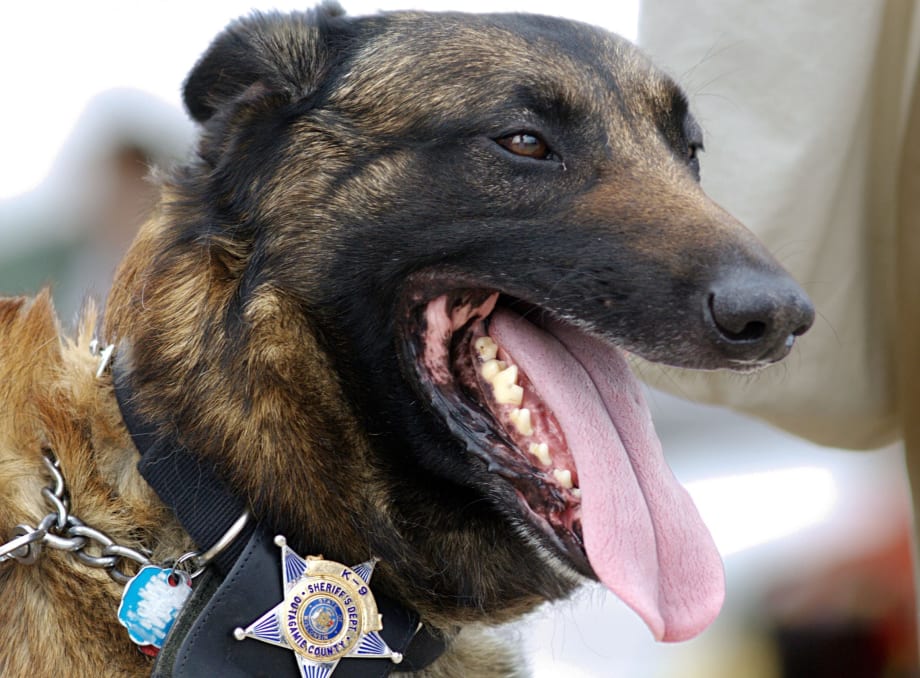 K-9 Attacks Fleet Supervisor