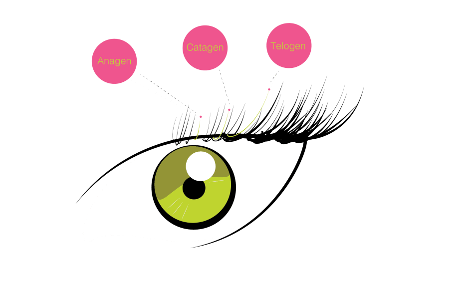 How much do you know about the eyelash growth cycle?