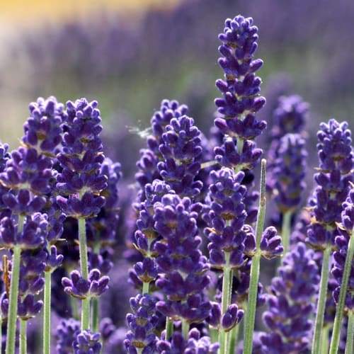 How L'Anza is Saving the Environment