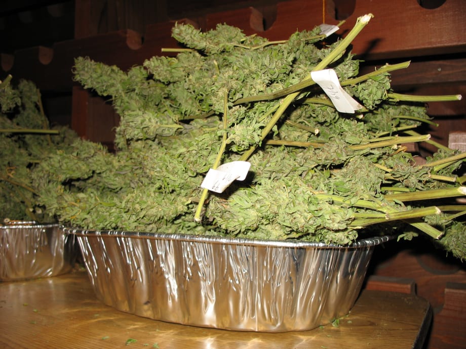 Report Warns States About Marijuana Legalization
