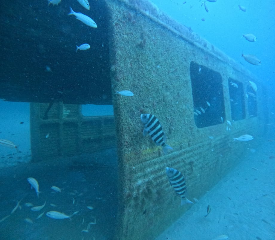 Decommissioned MARTA Railcars Developing into Reef Habitats 