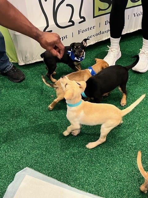 A group of puppies