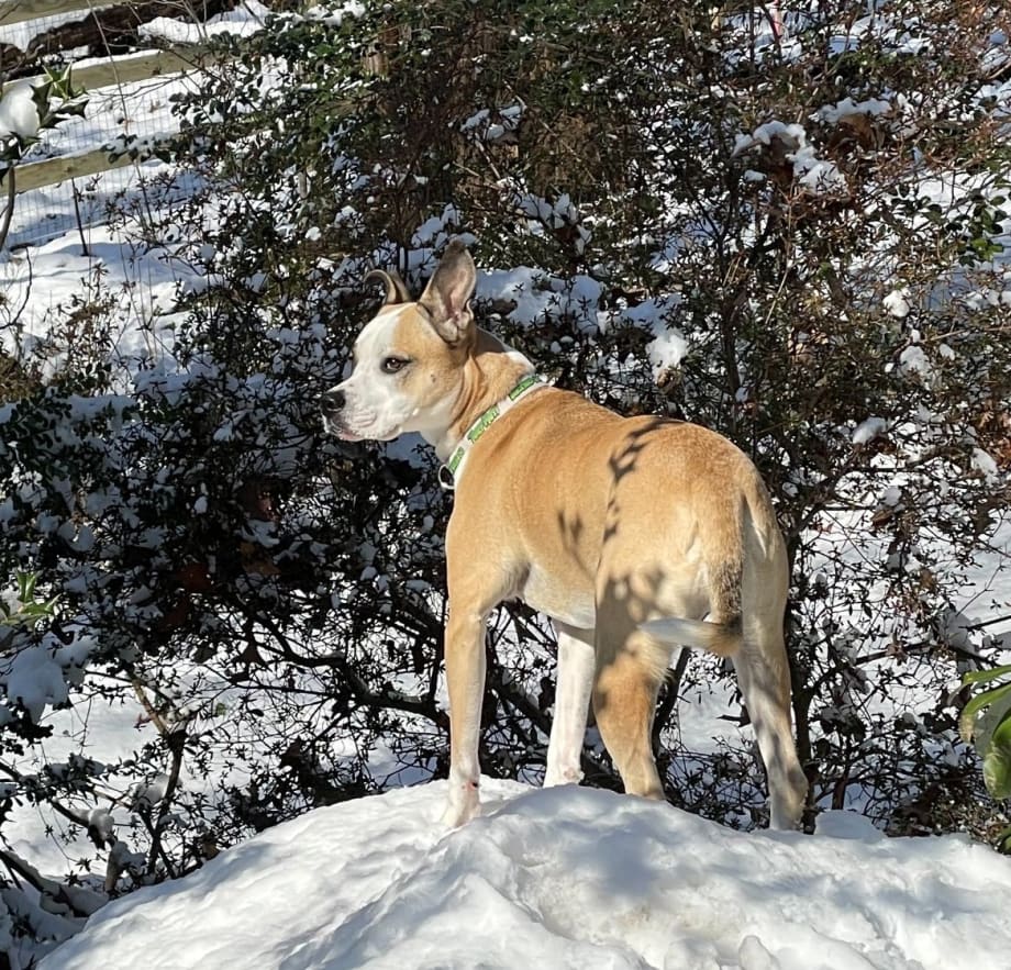 Dog