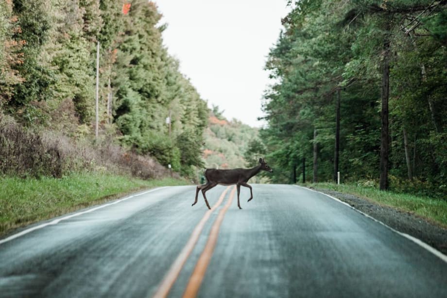 Motorists Hit 2.1 Million Animals in One-Year Period
