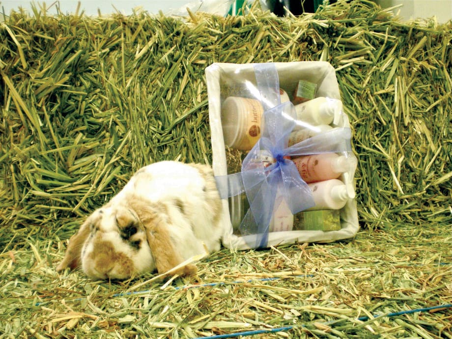 Cuccio Naturalé Supports BunnyLuv
