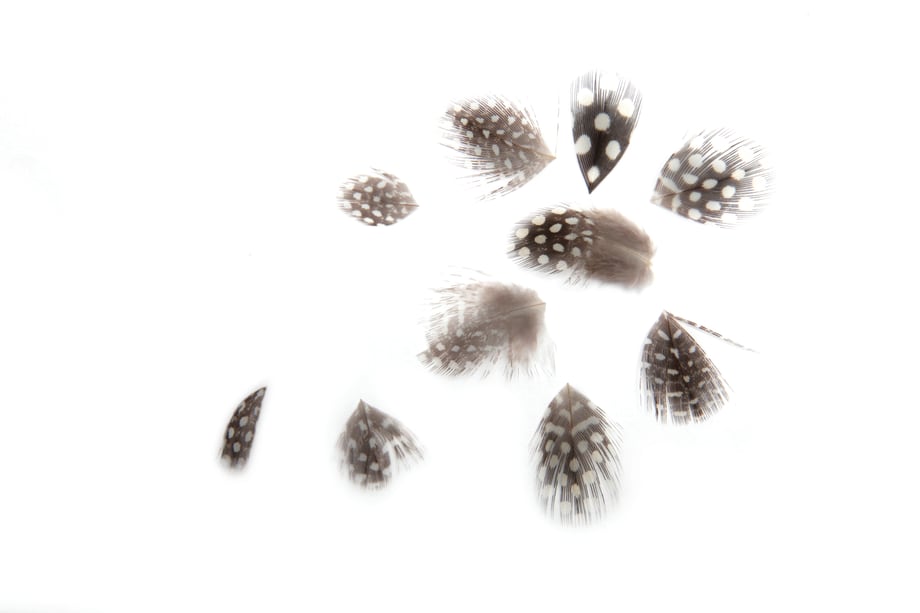 Organic Black Nail Feathers