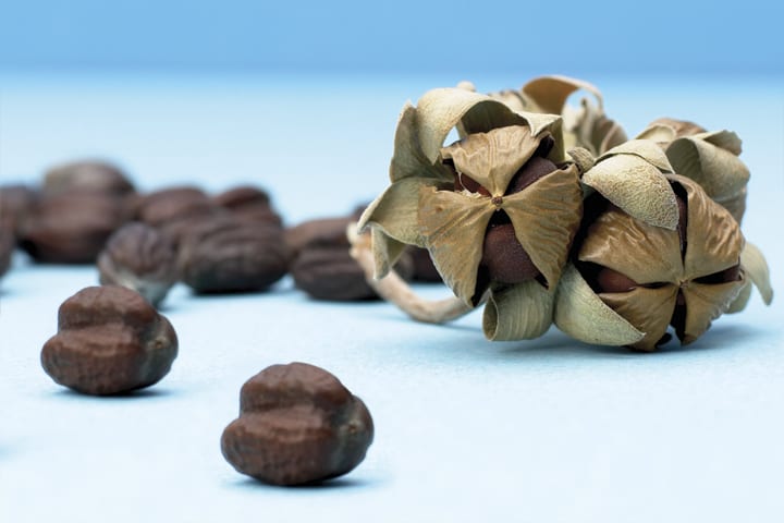 Secret Ingredient: Jojoba
