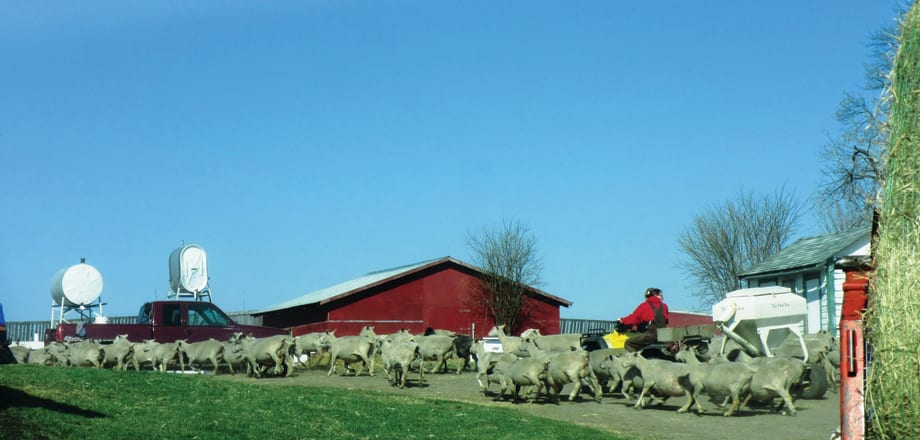My Other Life: Melody Hopkins, Sheep Farmer