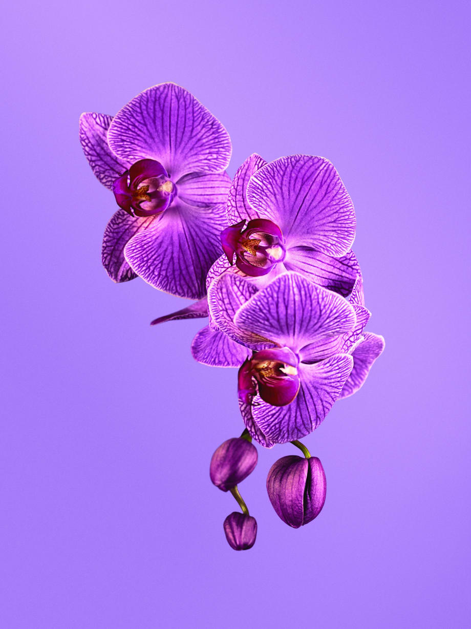 Trend Watch: Radiant Orchid