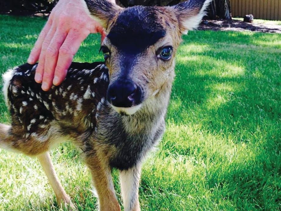 Light Elegance Meets Bambi