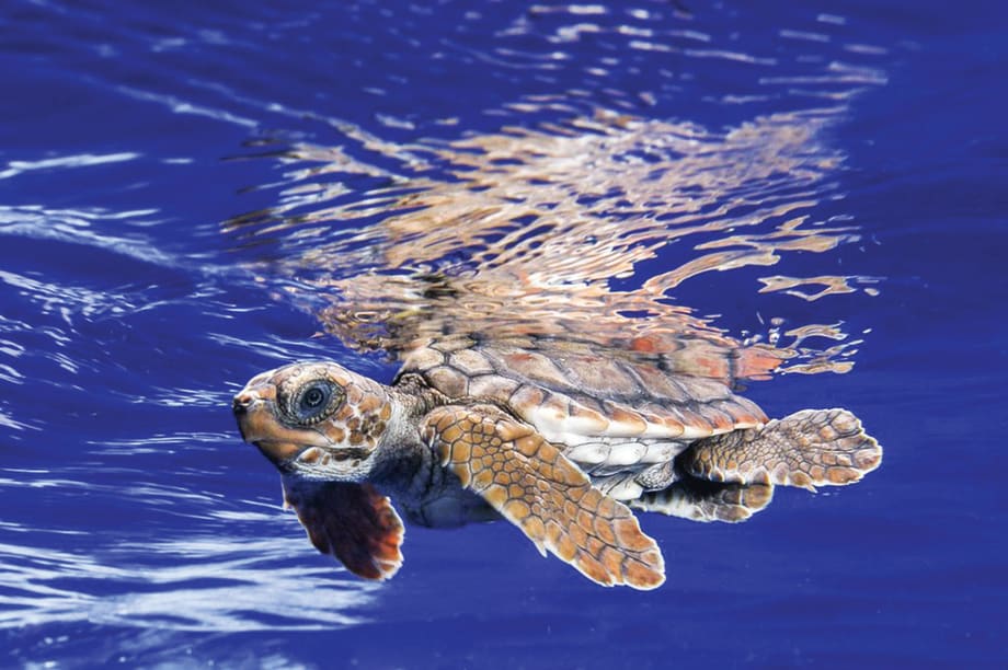 Nail Tech Aids Endangered Sea Turtles