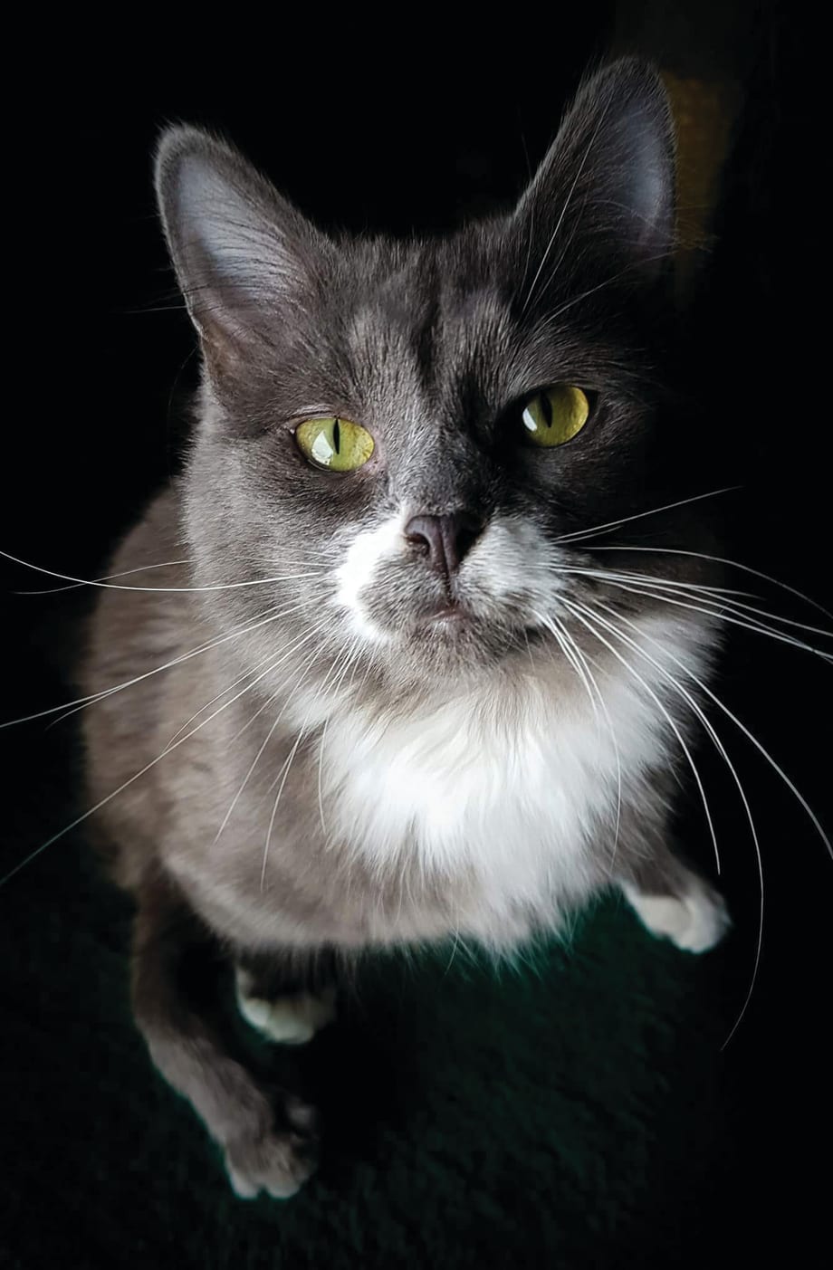 My Other Life: Ruthy Carter, Kitten Caretaker