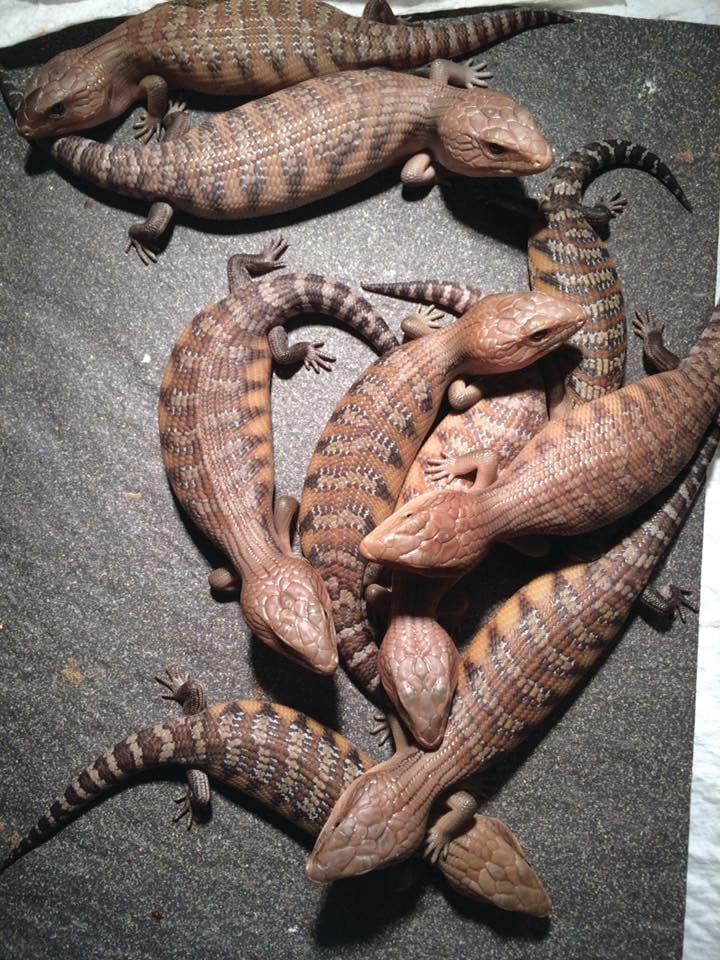 My Other Life: Linsey Stinson, Reptile Breeder
