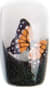 Bold Butterfly