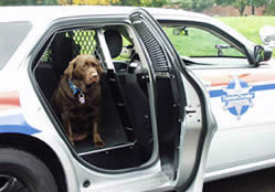 Canine Approves K-9 Dodge Magnum