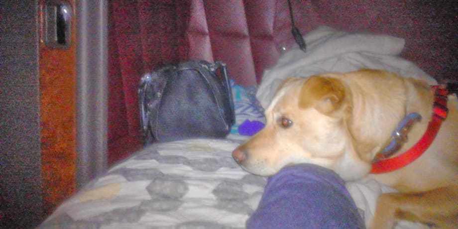 Survey: Owner-Operators Consider Taking Pets to Work a Key Benefit