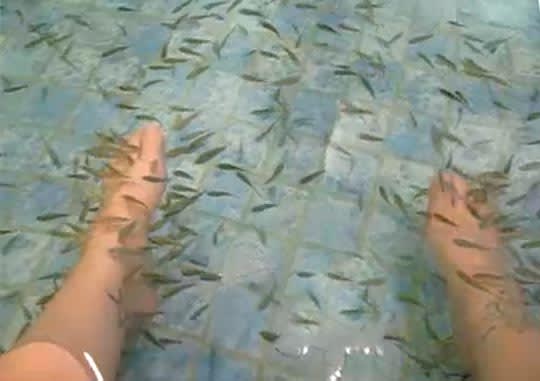 Texas Makes Fish Pedicures Illegal