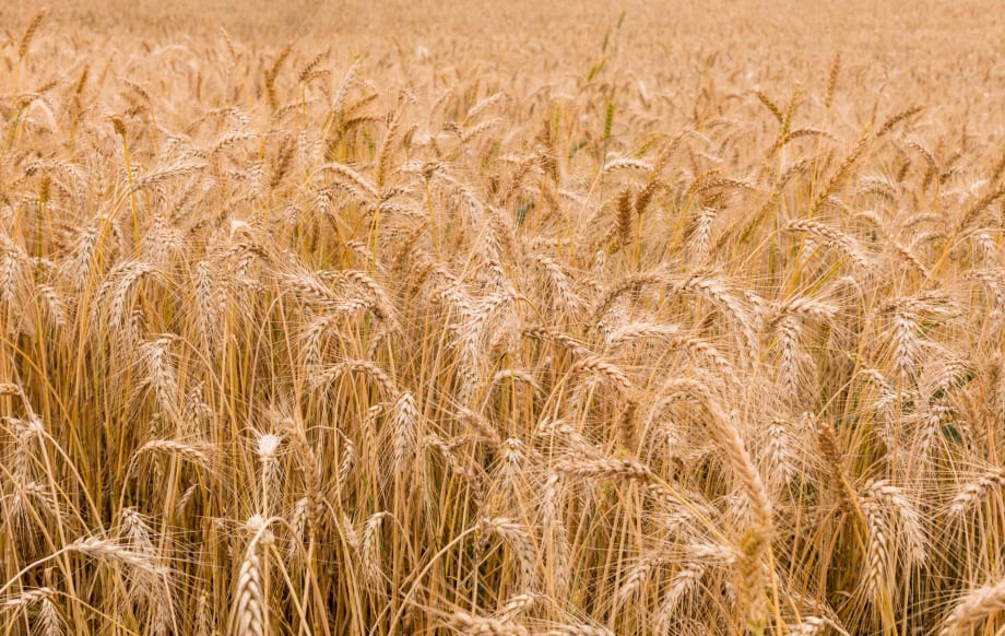 Gluten-Free Hair Care: Is It Right for Your Clients?