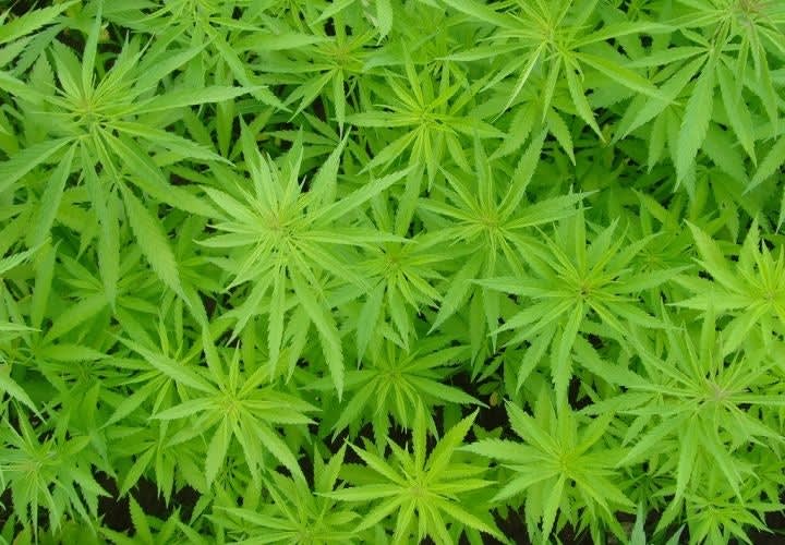 Mexican Drug Gangs Take Over National Parks and Forests