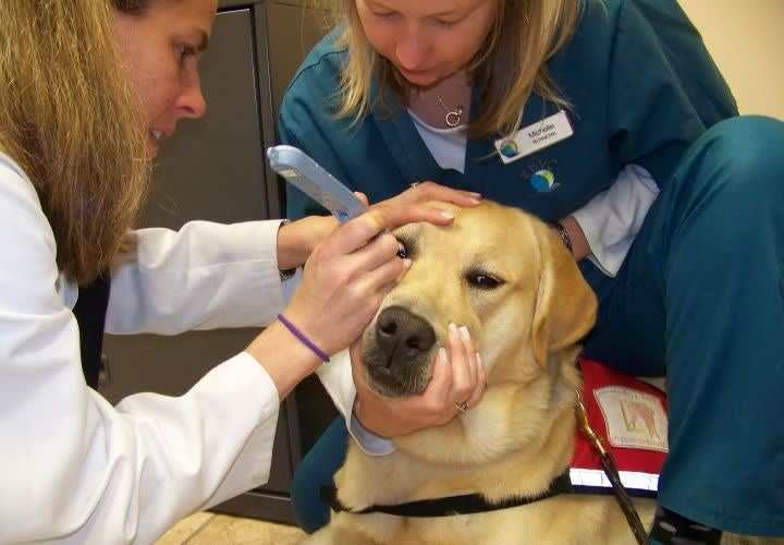 Free Sight-Saving Eye Exams Available for Service Dogs
